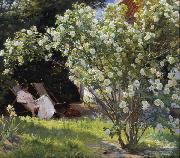Peder Severin Kroyer Roses Garden in Skagen (nn02) oil painting on canvas